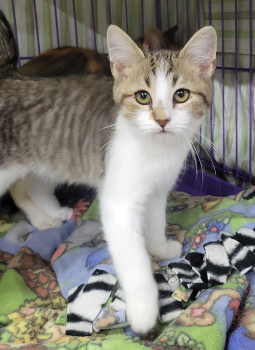 KITTEN PRAWN - Domestic Short Hair available for adoption