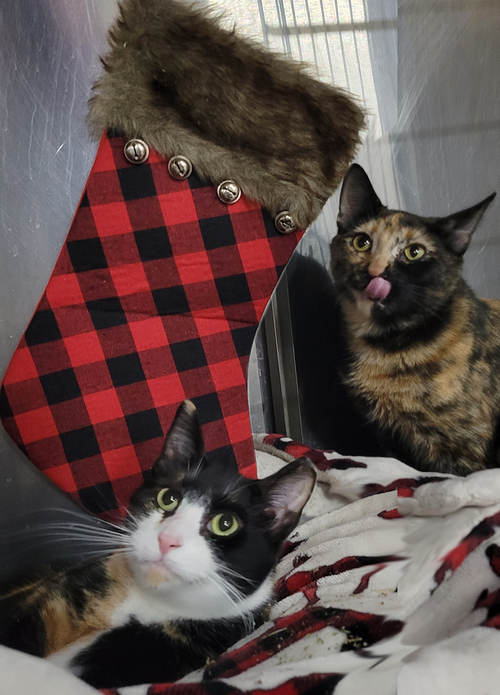 MOSAIC AND MULTIGRAIN - Calico / Tortoiseshell available for adoption