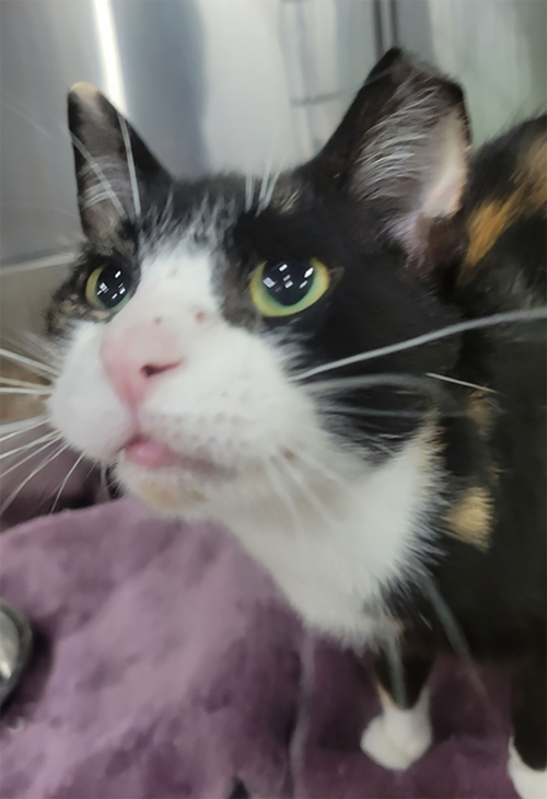 MOSAIC AND MULTIGRAIN - Calico / Tortoiseshell available for adoption