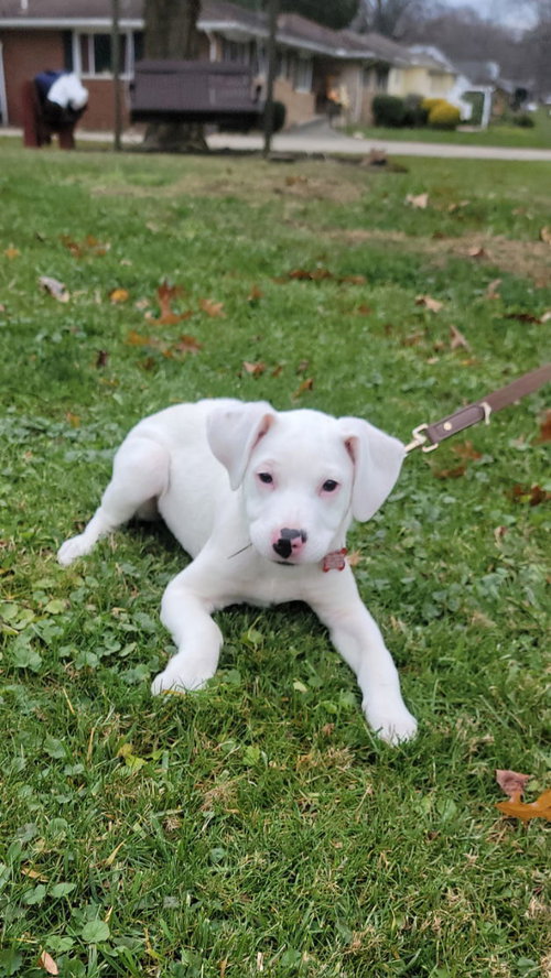 (DEAF) PUPPY DAYDREAM AKA 'SPOT'-PENDING - Labrador Retriever / Dogo Argentino available for adoption