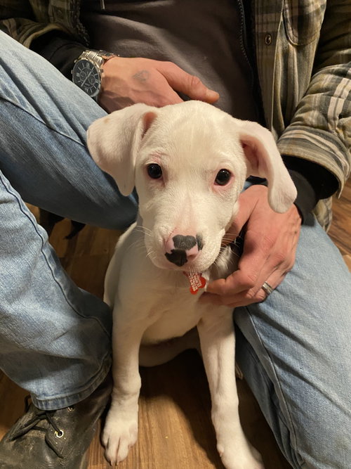 (DEAF) PUPPY DAYDREAM AKA 'SPOT'-PENDING - Labrador Retriever / Dogo Argentino available for adoption