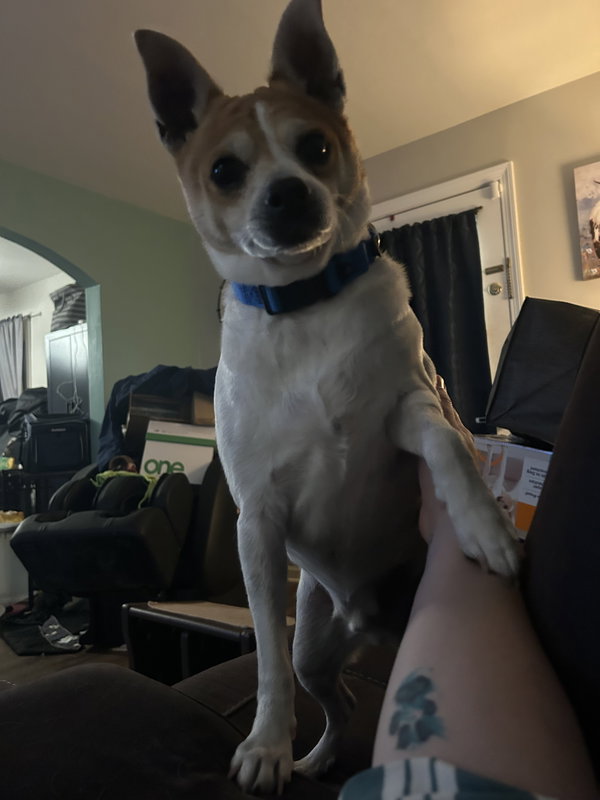 Bruiser