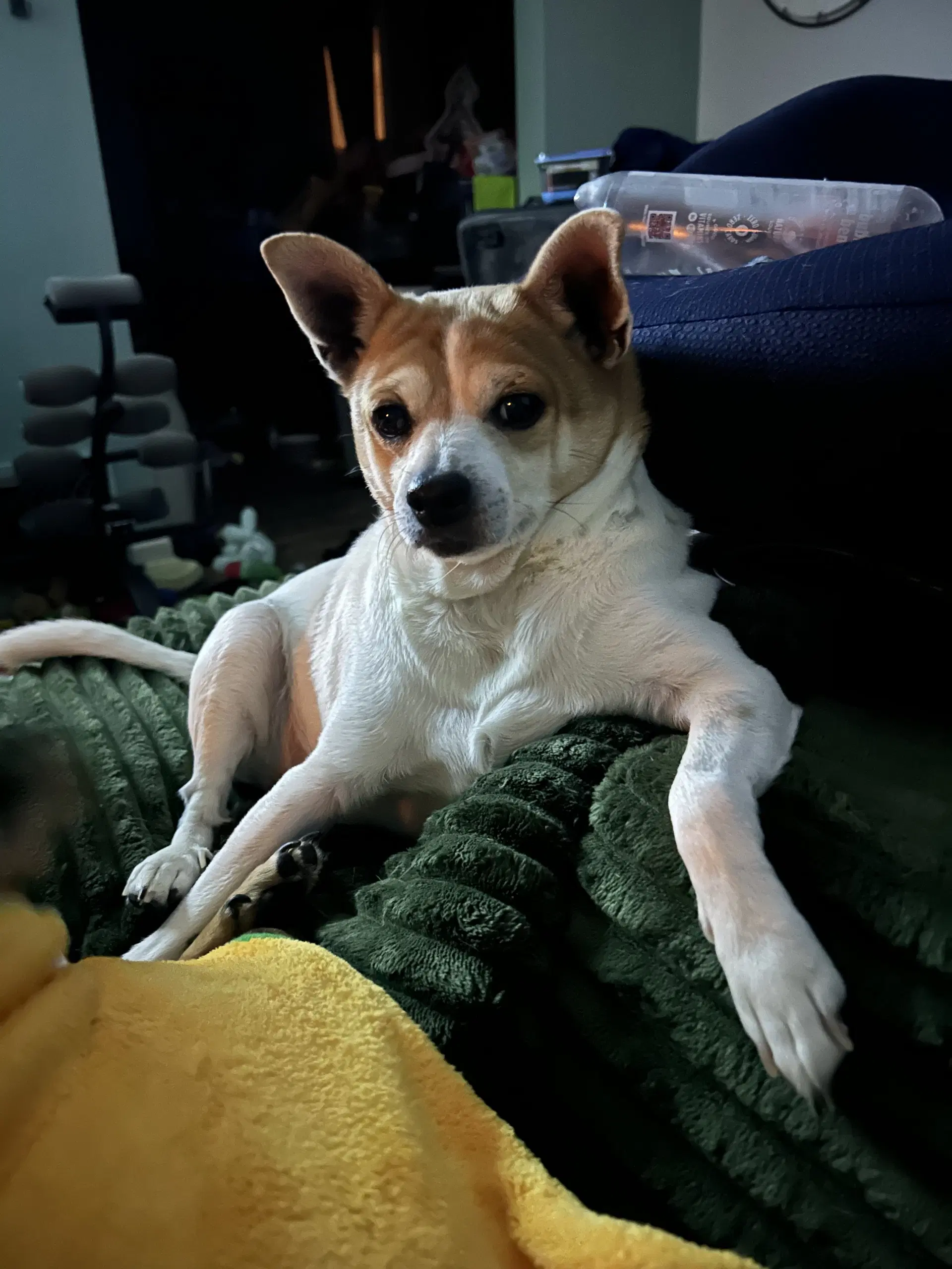 Bruiser image 4
