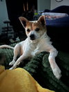 Bruiser - Photo 3