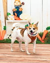 Bruiser - Photo 2