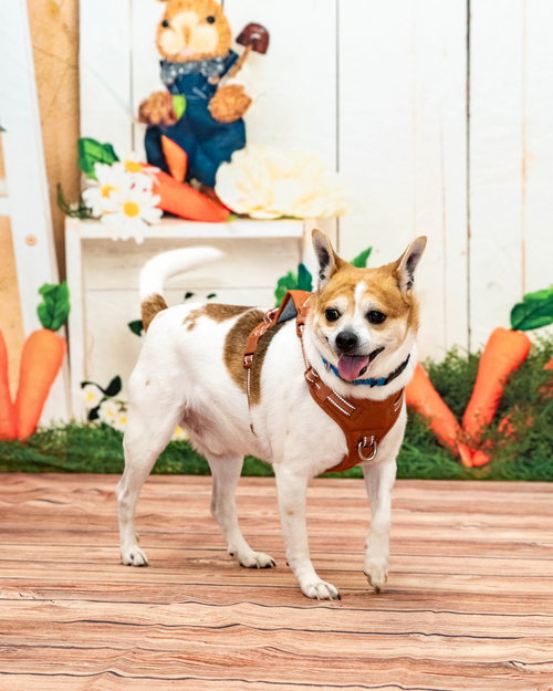 BRUISER - Jack Russell Terrier available for adoption