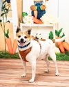 Bruiser - Photo 1