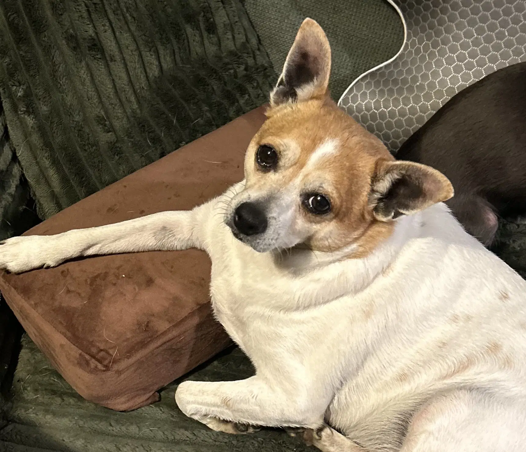 Bruiser - Jack Russell Terrier