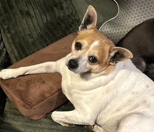 BRUISER - Jack Russell Terrier available for adoption