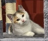 Annie (Kitten) adoption pending - Photo 2