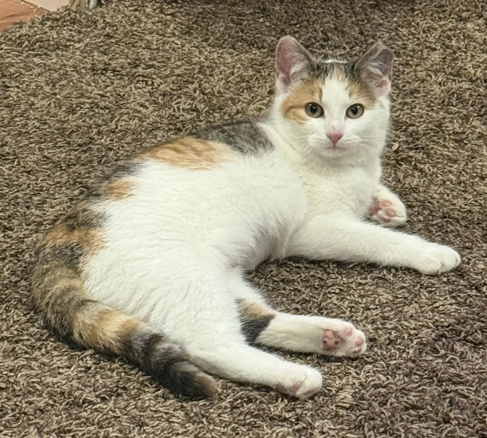 Annie (Kitten) adoption pending Image