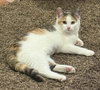 Annie (Kitten) adoption pending - Photo 1