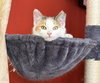 Annie (Kitten) adoption pending - Photo 3