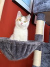 Annie (Kitten) adoption pending - Photo 4