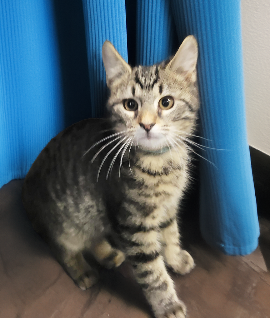 Kitten Creole Image