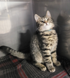 Kitten Cy - Photo 2