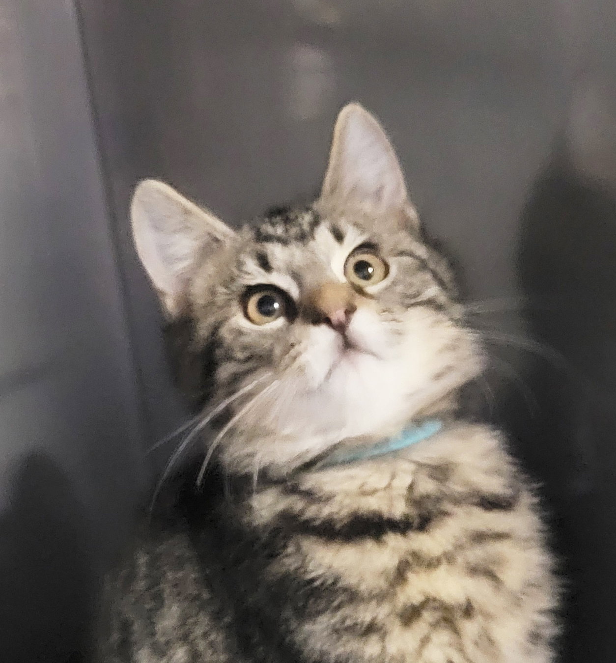Kitten Cy Image