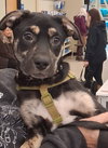 Puppy Stevie Nicks/pending adoption - Photo 3