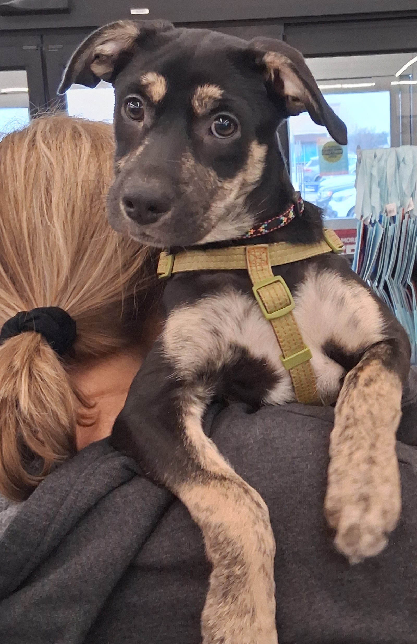 Puppy Stevie Nicks/pending adoption Image