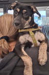 Puppy Stevie Nicks/pending adoption - Photo 1