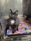 Kitten Doodle - Photo 1