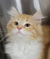Kitten Jula - Photo 1