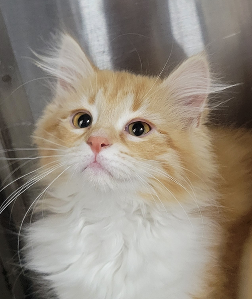 KITTEN JULA - Domestic Long Hair available for adoption