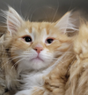 Kitten Jula - Photo 2