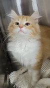 Kitten Jula - Photo 4