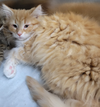 Kitten Jula - Photo 3