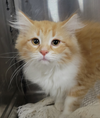 Kitten Jula - Photo 5