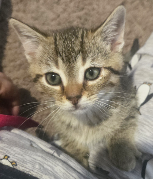 KITTEN FREDDY M - Domestic Short Hair / Tabby available for adoption