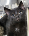 Kitten Ozzy - Photo 1