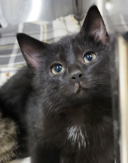 KITTEN OZZY - Domestic Short Hair available for adoption