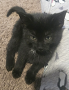 Kitten Ozzy - Photo 2