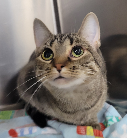 ODIE @ MEDINA PETSMART - Domestic Short Hair / Tabby available for adoption