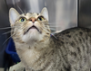 Odie @ Medina PetSmart - Photo 2
