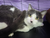Barrett at Montrose Petsmart! - Photo 2