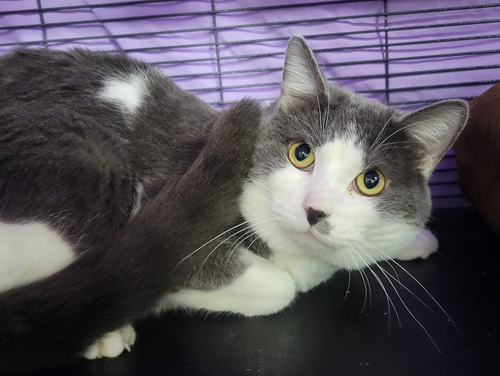 BARRETT AT MONTROSE PETSMART! - Domestic Short Hair available for adoption