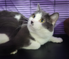 Barrett at Montrose Petsmart! - Photo 3