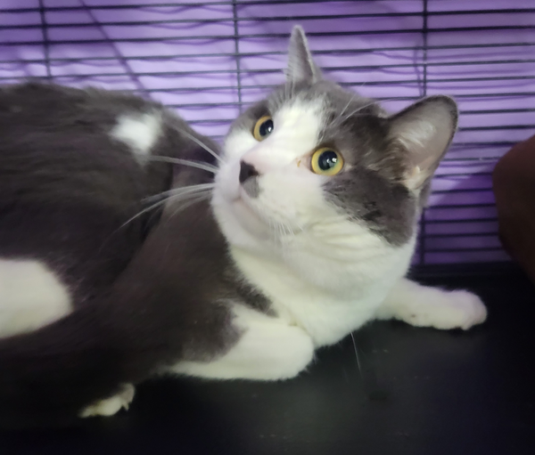 Barrett at Montrose Petsmart!