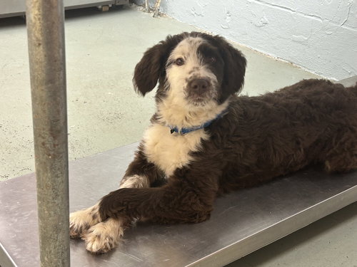 GEORGIA - PENDING - Australian Shepherd / Poodle (Miniature) available for adoption