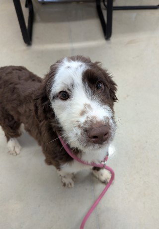 GEORGIA - PENDING - Australian Shepherd / Poodle (Miniature) available for adoption