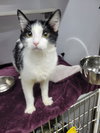 Sandler @ Montrose Petsmart! - Photo 2