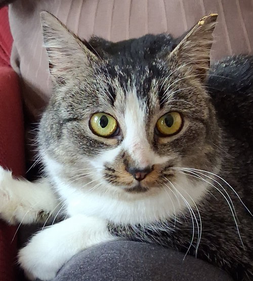SWEET BUTTER! - Tiger available for adoption