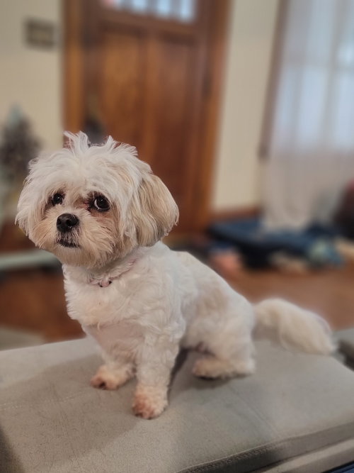 CUPID - Shih Tzu available for adoption