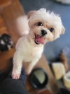 Cupid - Photo 4