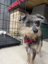 Elsie - Photo 2
