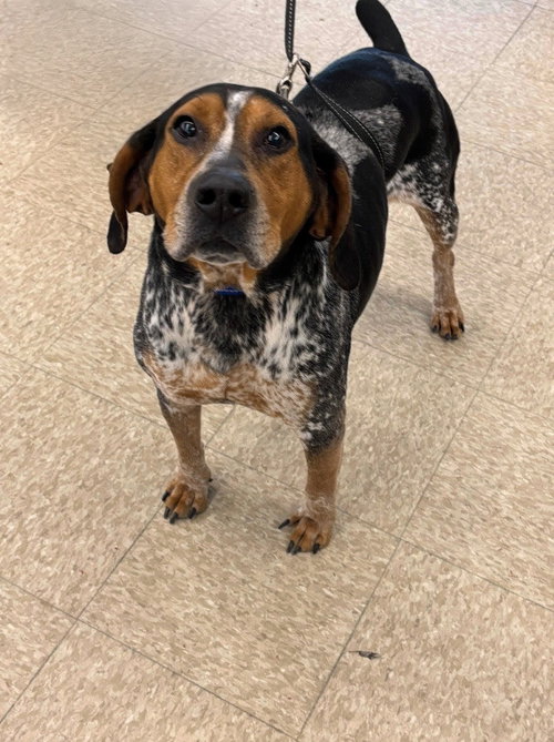 COURTESY POST: TOM TOM - Hound / Beagle available for adoption