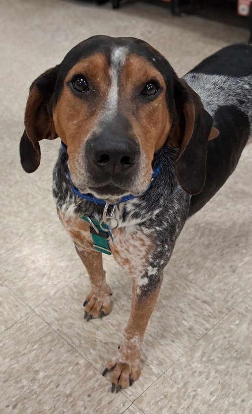 COURTESY POST: TOM TOM - Hound / Beagle available for adoption